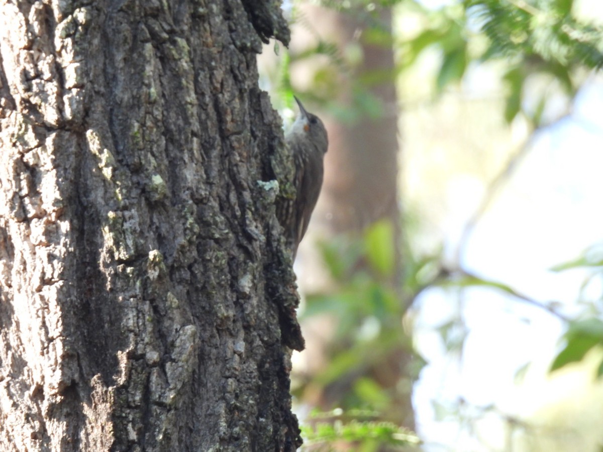 White-throated Treecreeper - ML619871704