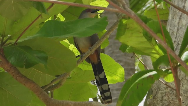 Hispaniolan Lizard-Cuckoo - ML619871706