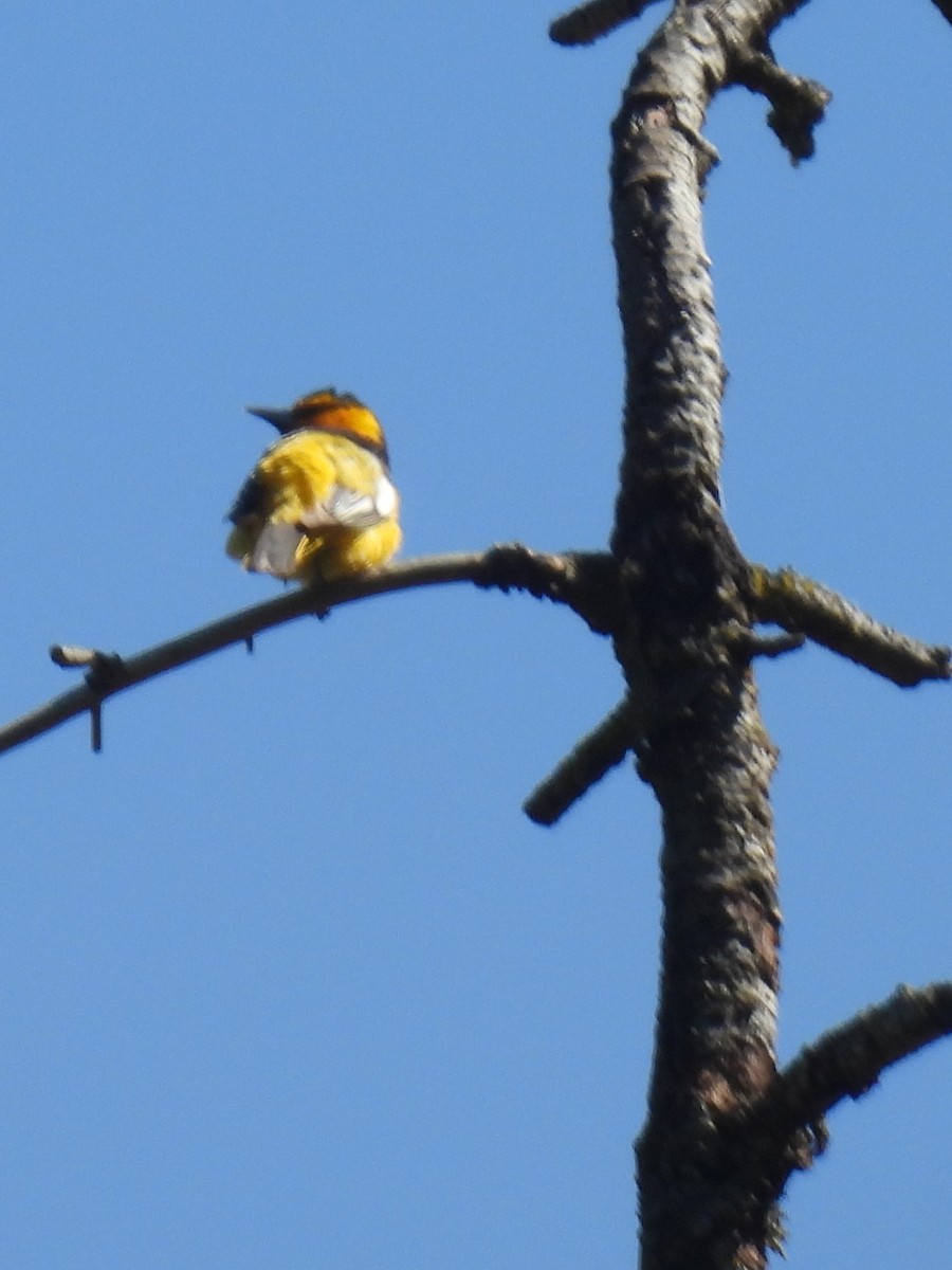 Bullock's Oriole - ML619871723