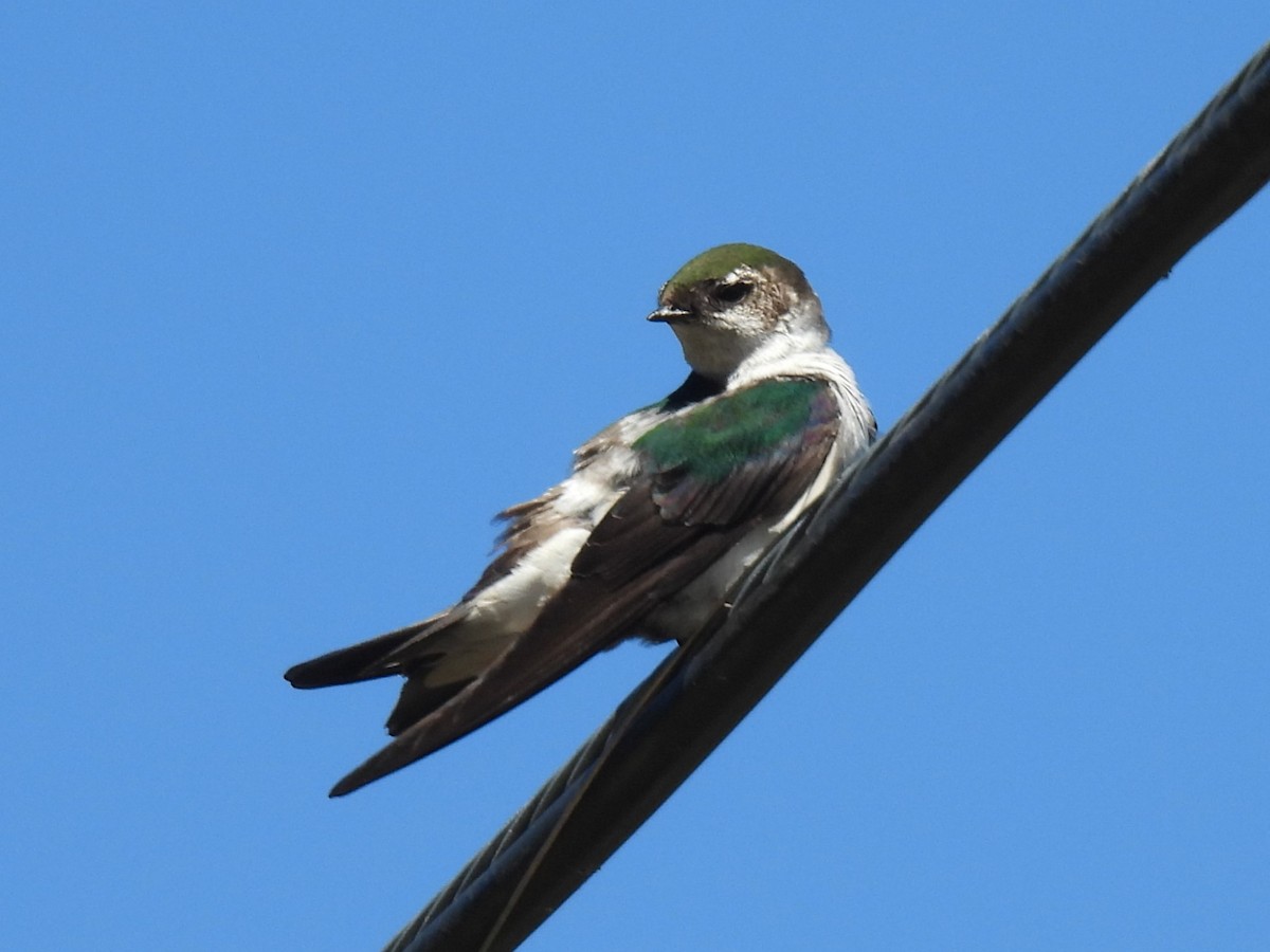 Violet-green Swallow - ML619871731