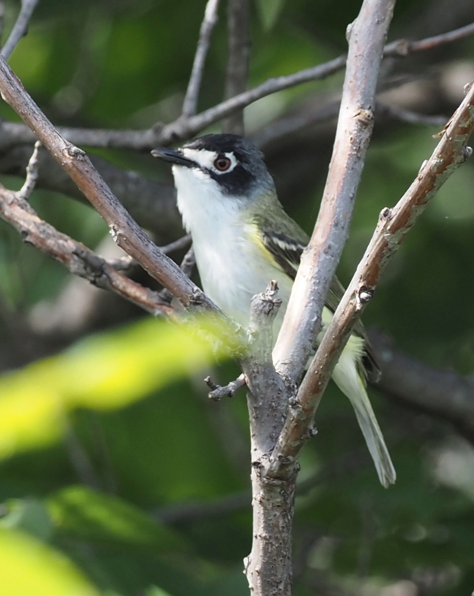 Kara Başlı Vireo - ML619871745