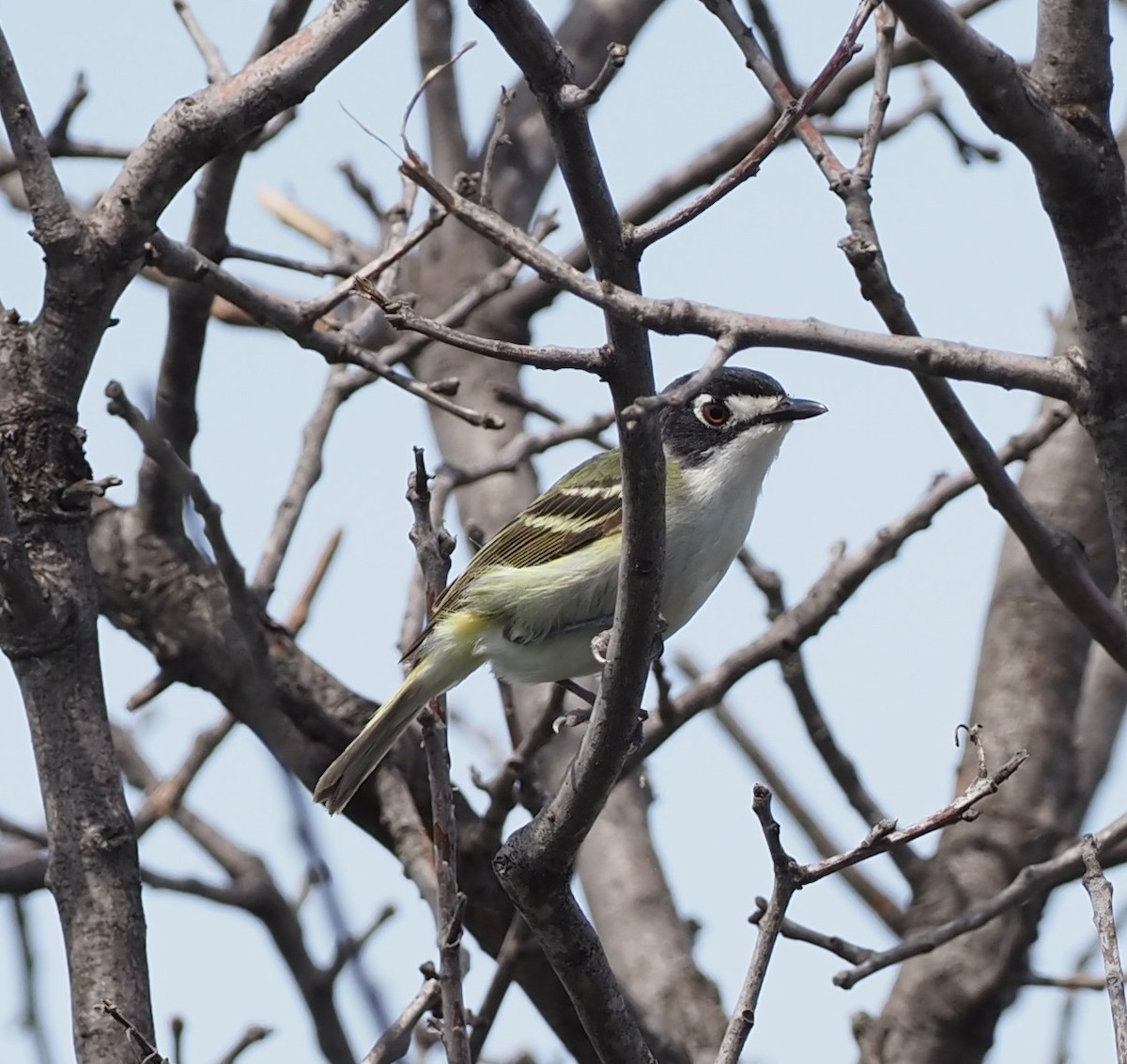 Vireo Cabecinegro - ML619871746