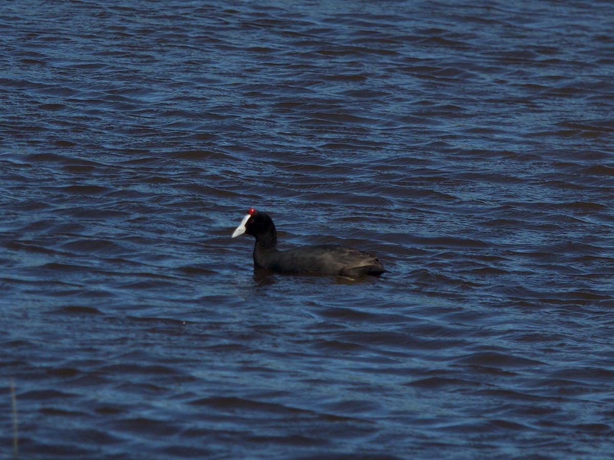 Red-knobbed Coot - ML619871747