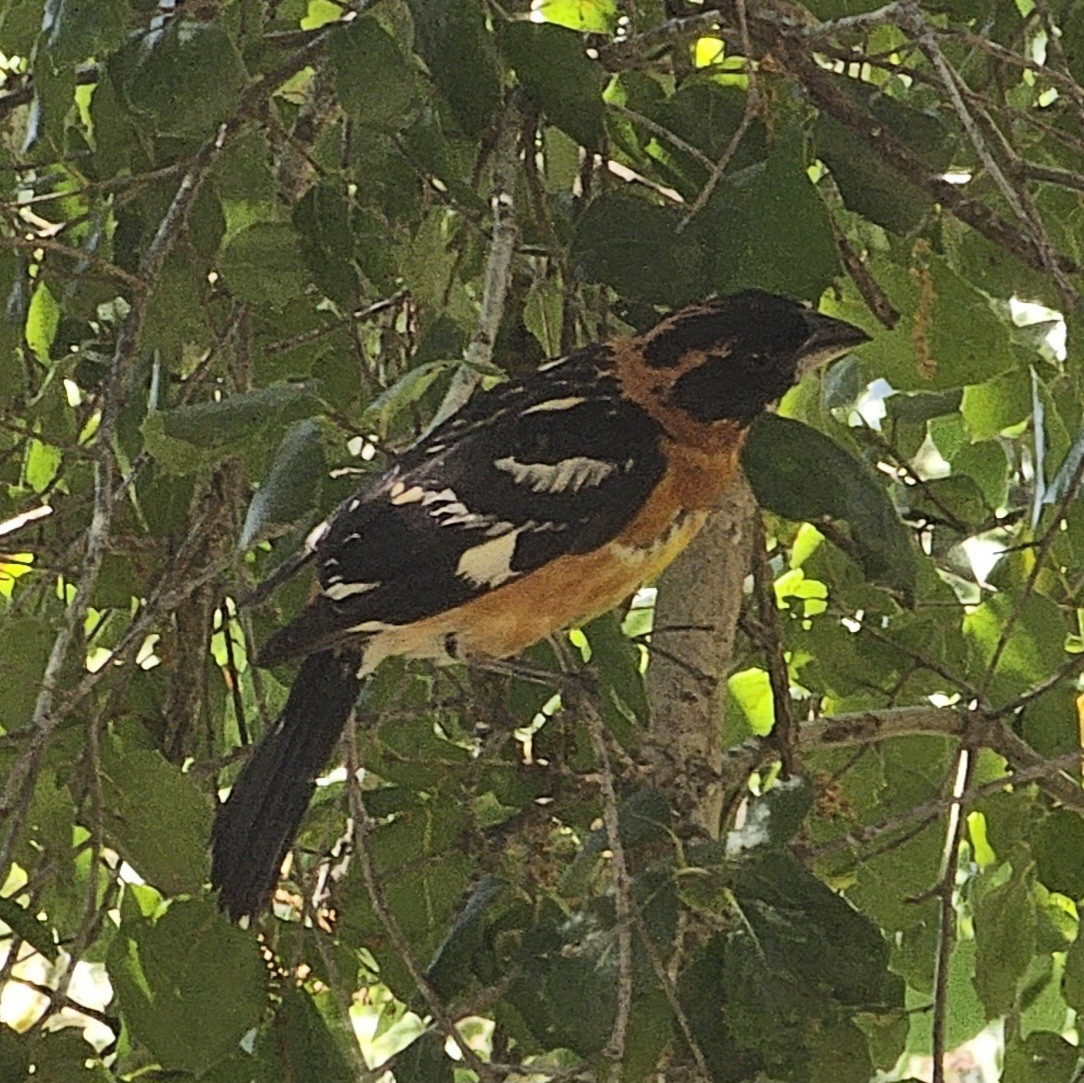 Black-headed Grosbeak - ML619871754