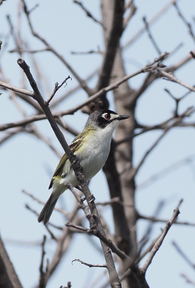 Vireo Cabecinegro - ML619871763