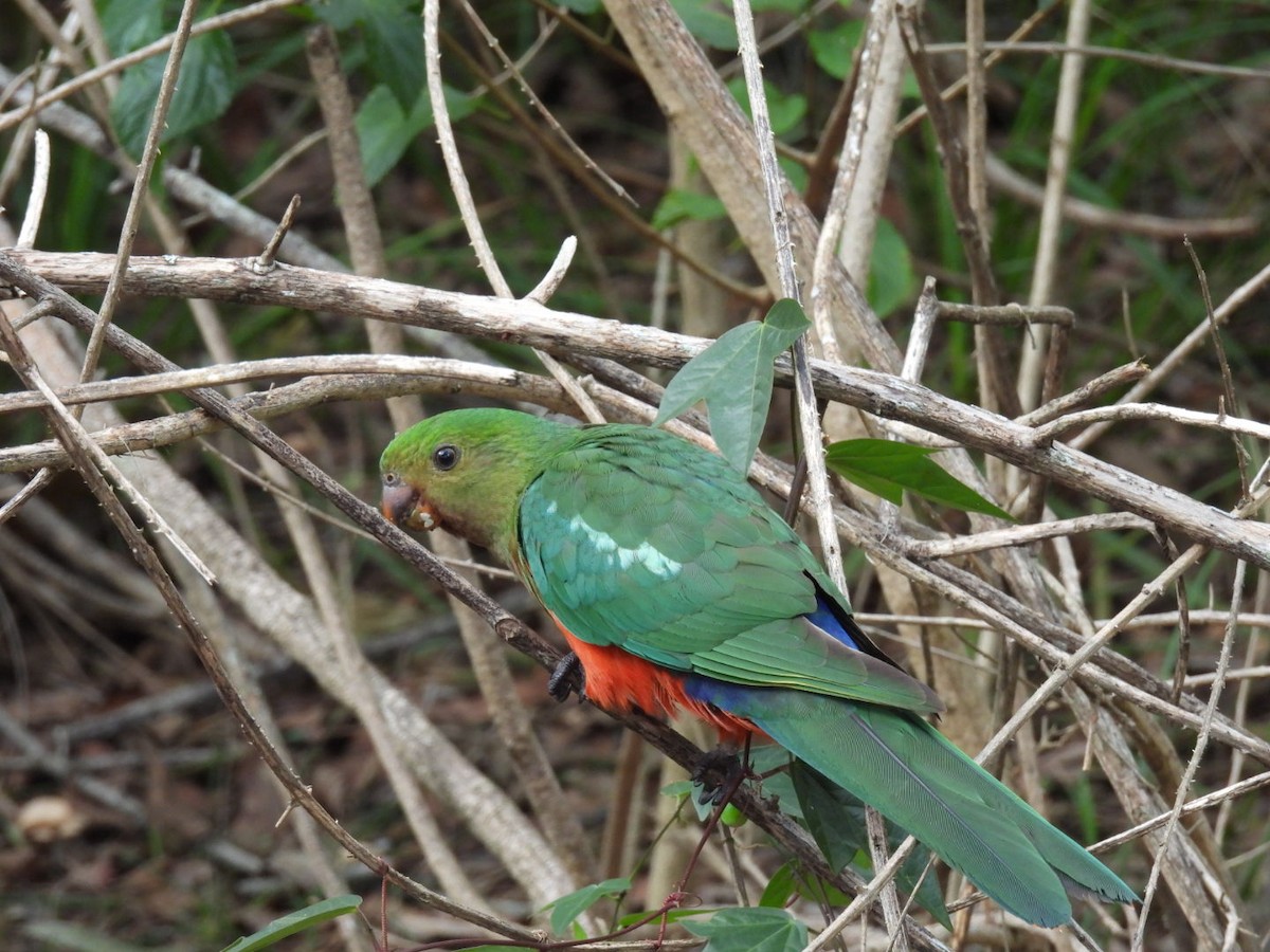 Australian King-Parrot - ML619871765