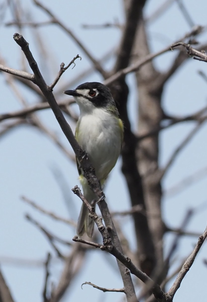 Kara Başlı Vireo - ML619871766