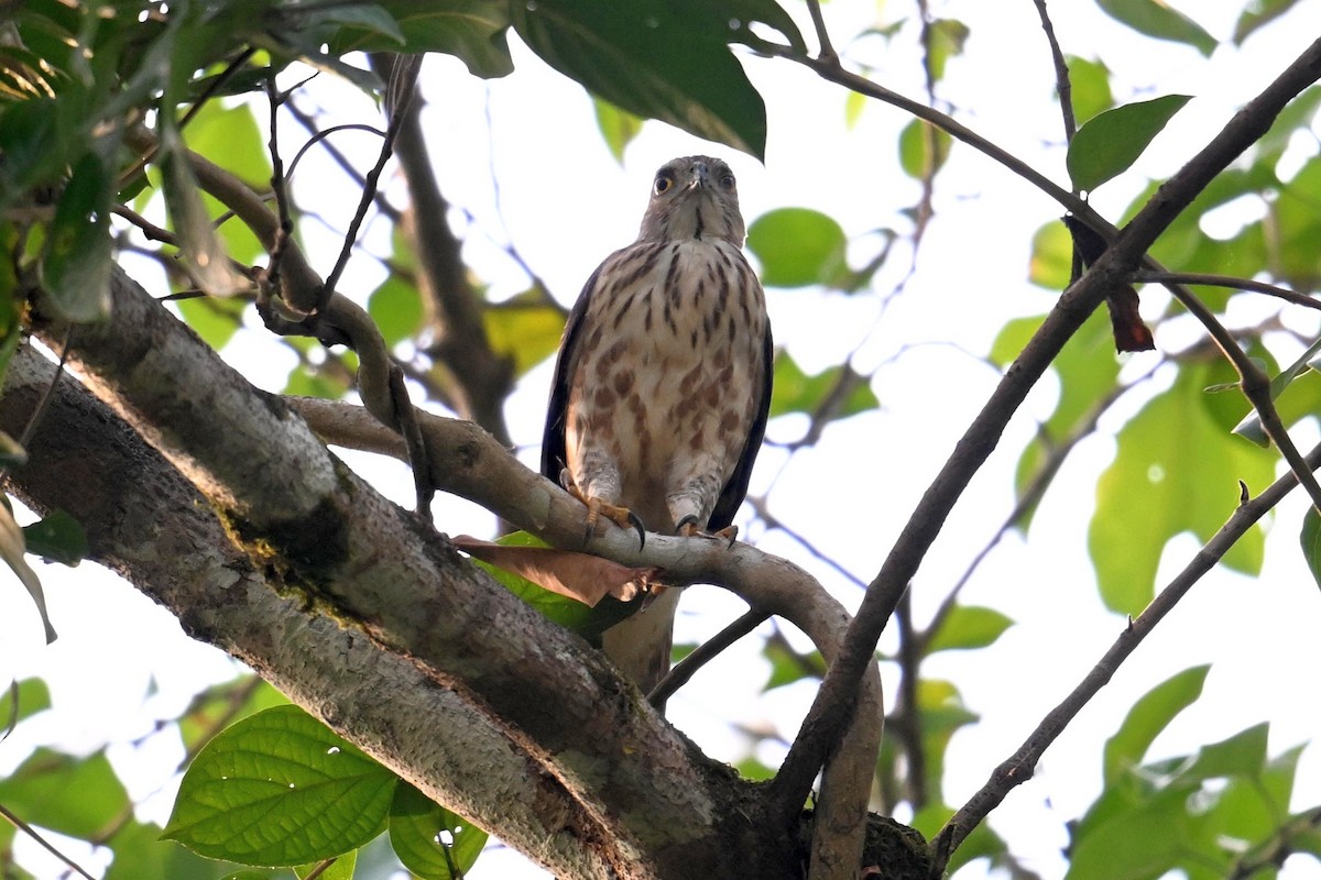 Crested Goshawk - ML619871772