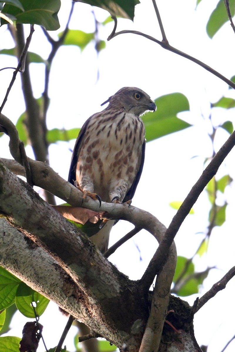 Crested Goshawk - ML619871774