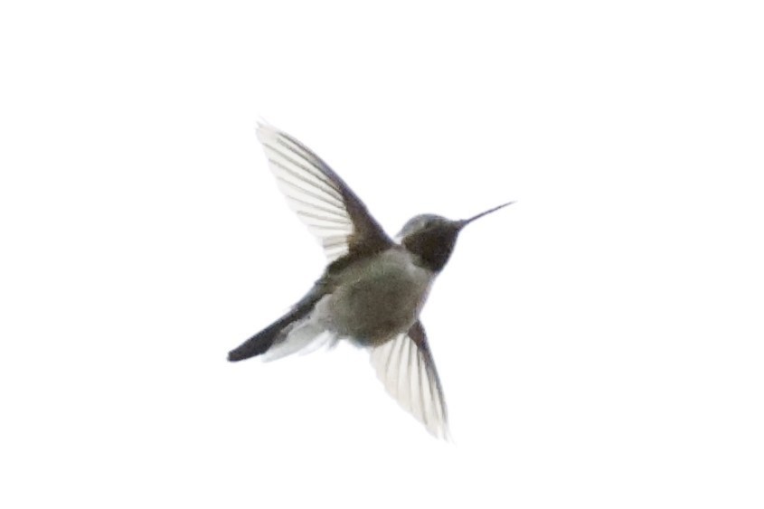 Broad-tailed Hummingbird - ML619871776