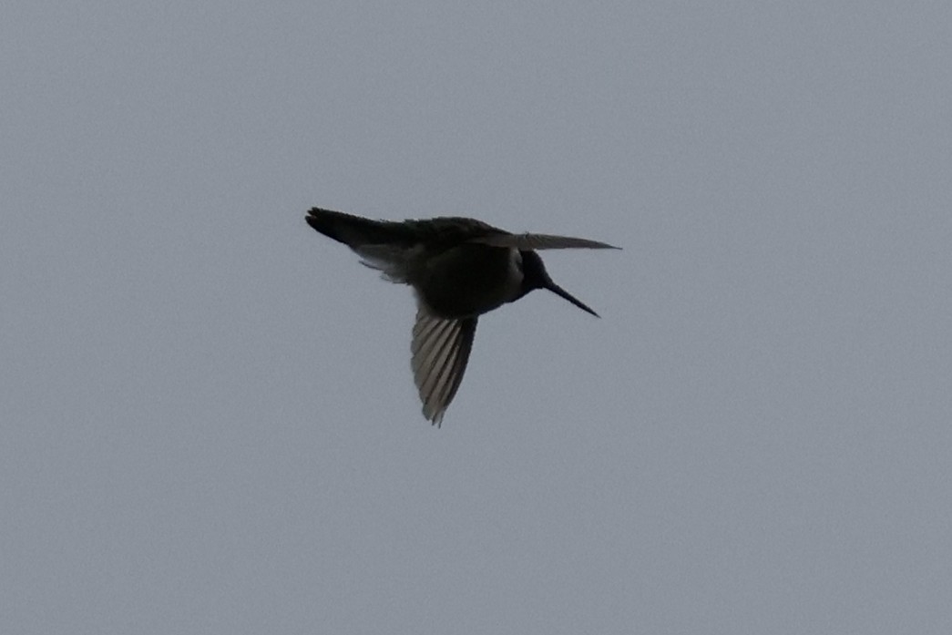 Broad-tailed Hummingbird - ML619871777