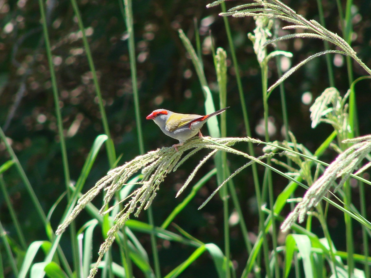 Red-browed Firetail - ML619871782