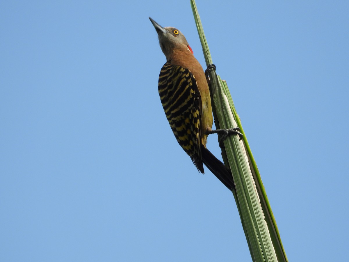 Hispaniolan Woodpecker - ML619871788