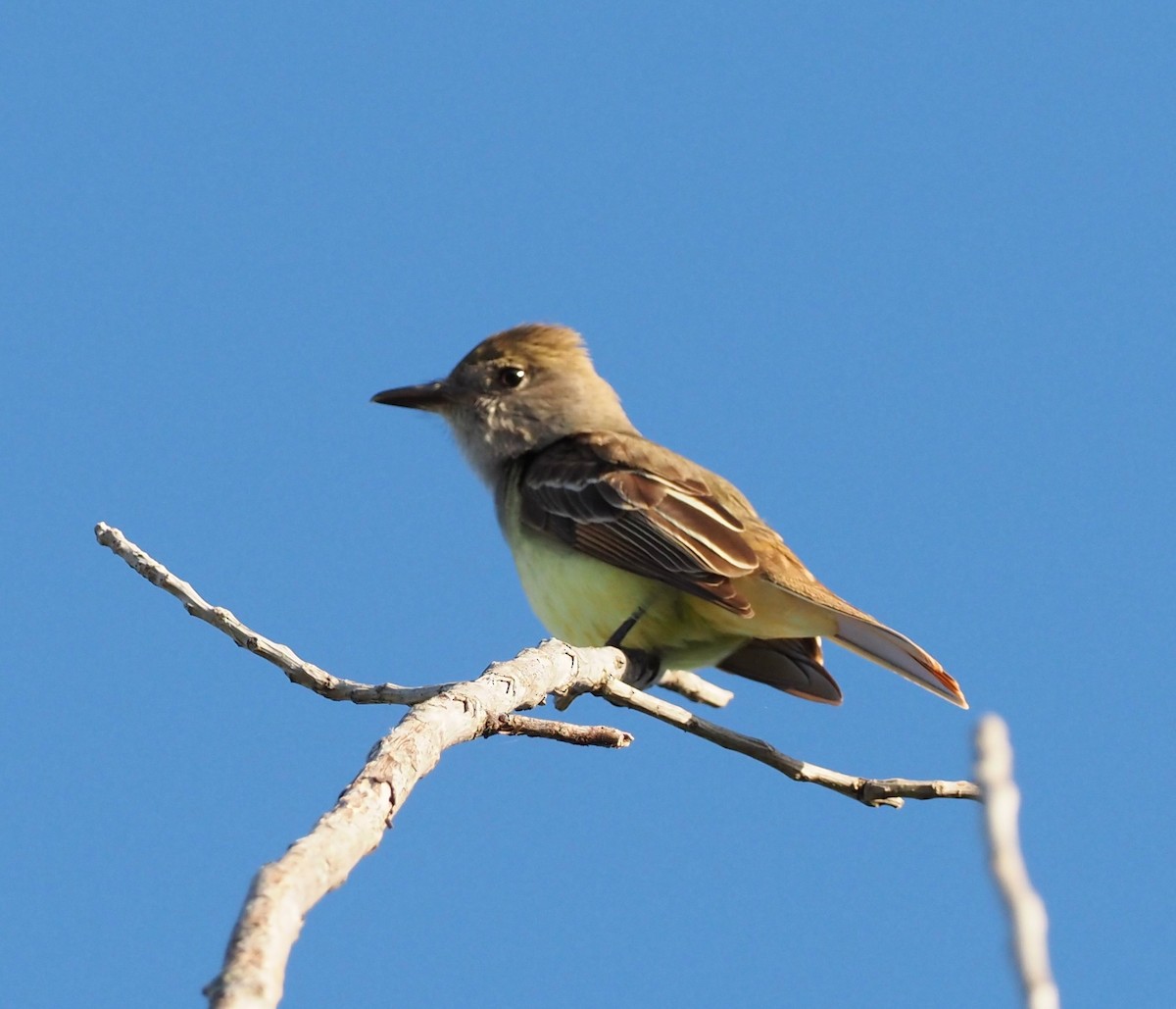 Great Crested Flycatcher - ML619871795