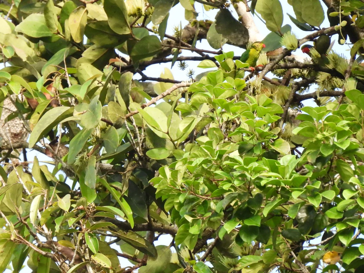 Red-flanked Lorikeet - ML619871799