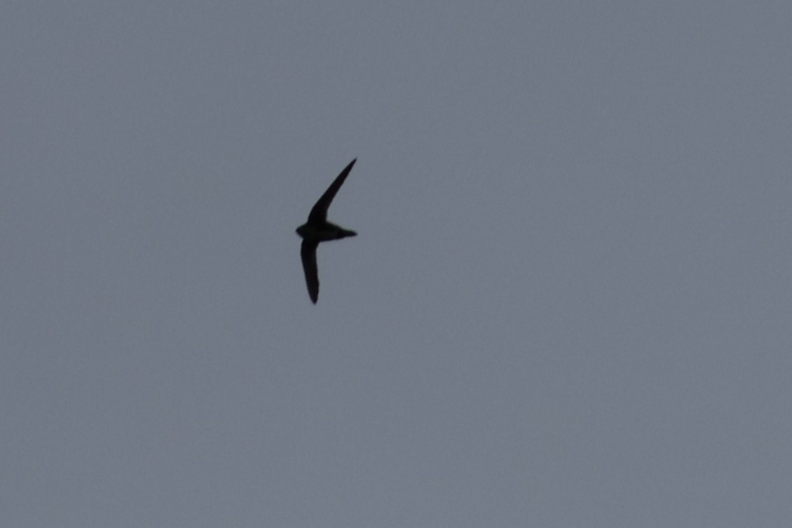 Chimney Swift - ML619871801