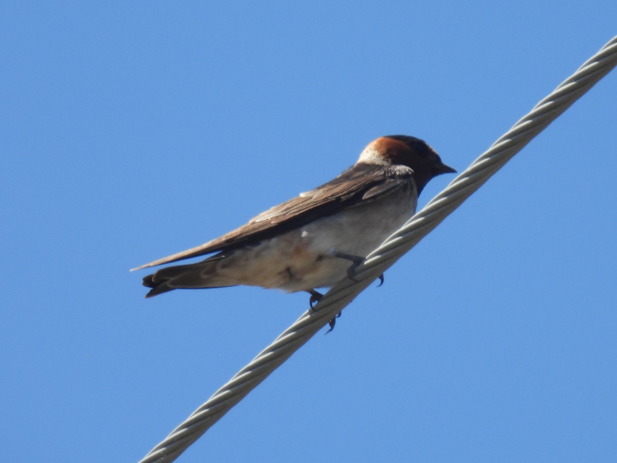 Cliff Swallow - ML619871802