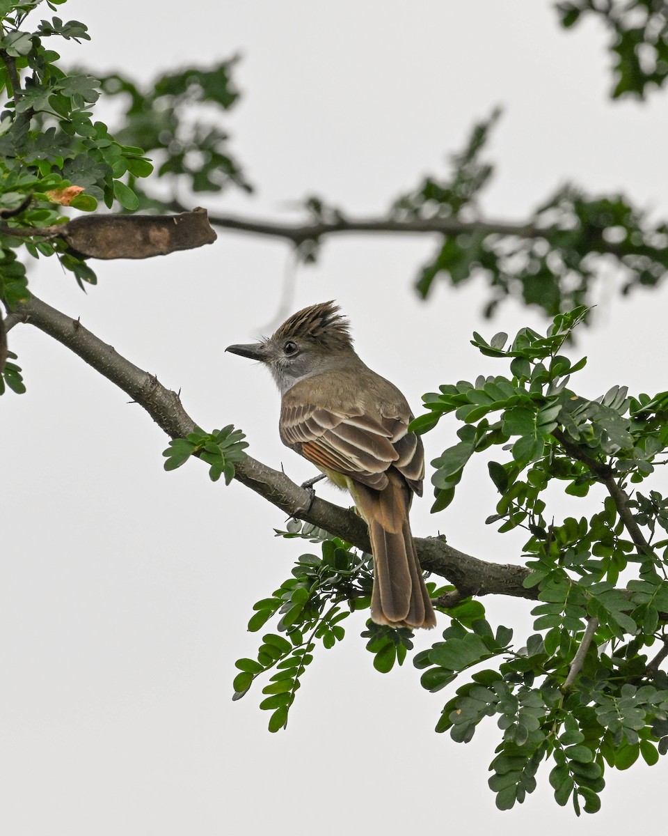 Brown-crested Flycatcher - Alison Stokes