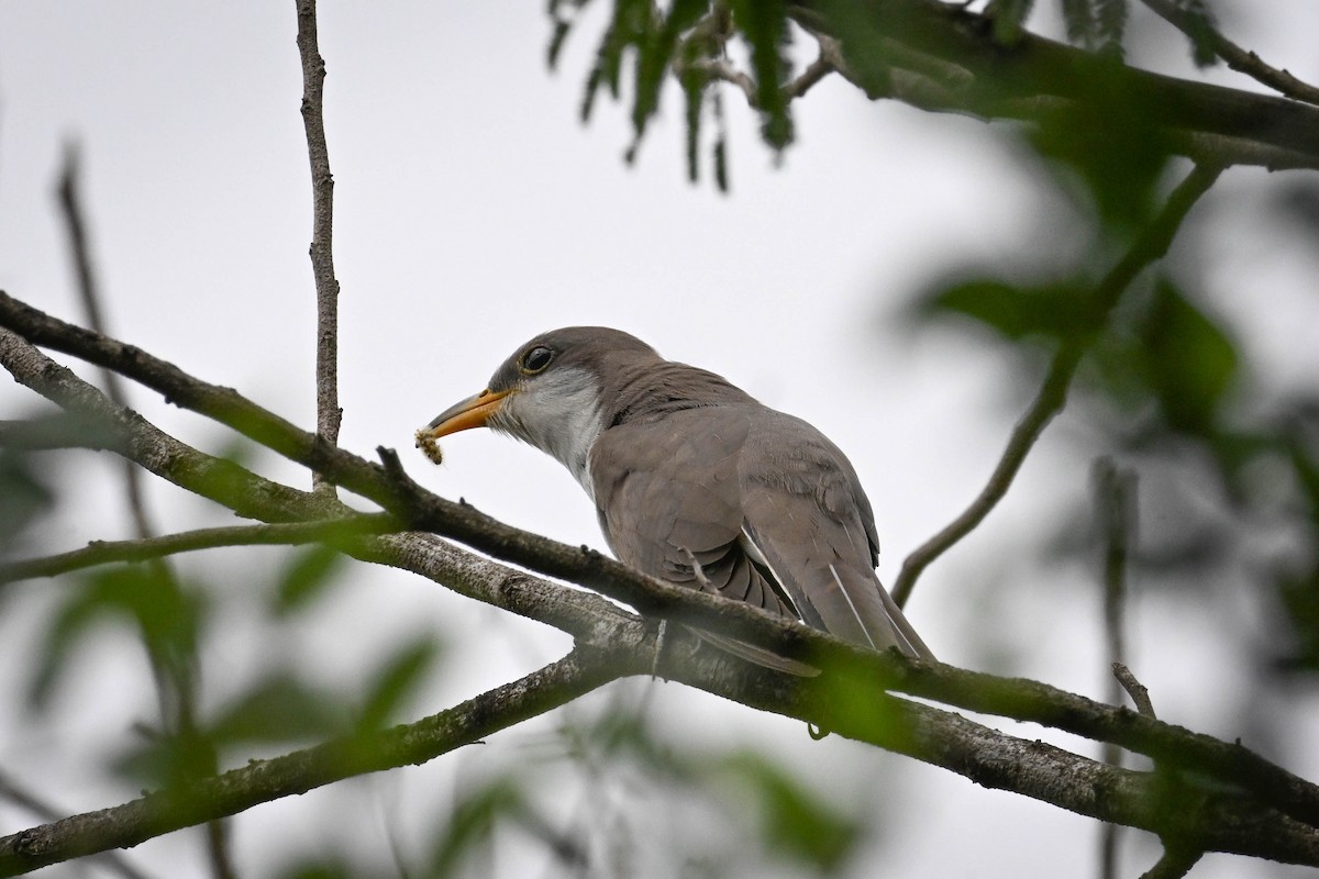 Yellow-billed Cuckoo - ML619871810