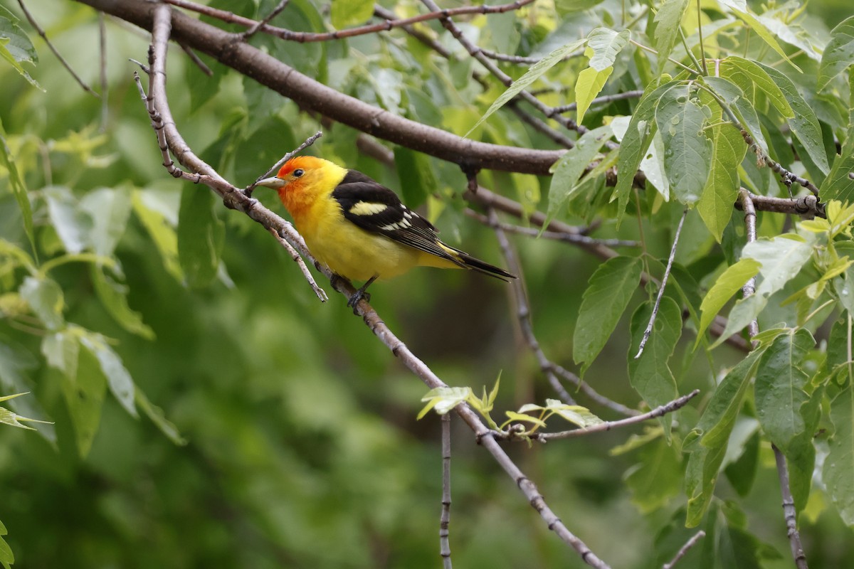 Western Tanager - ML619871828