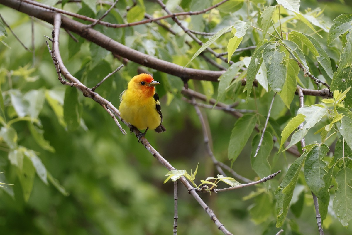 Western Tanager - ML619871829