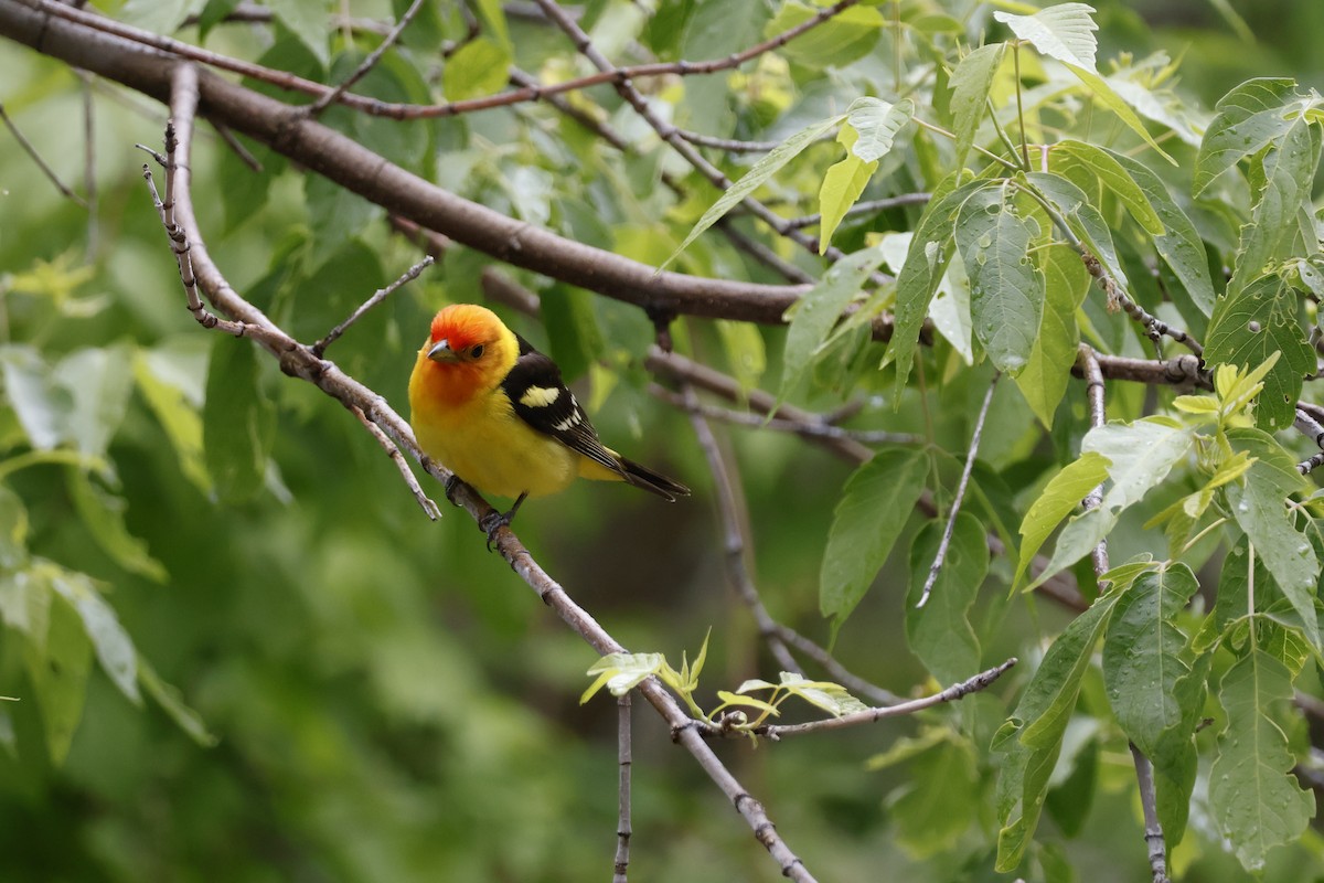 Western Tanager - ML619871830