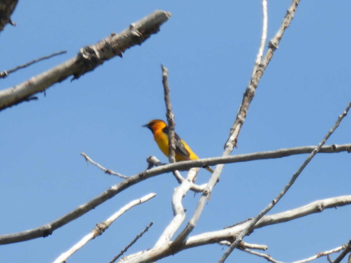 Bullock's Oriole - ML619871833