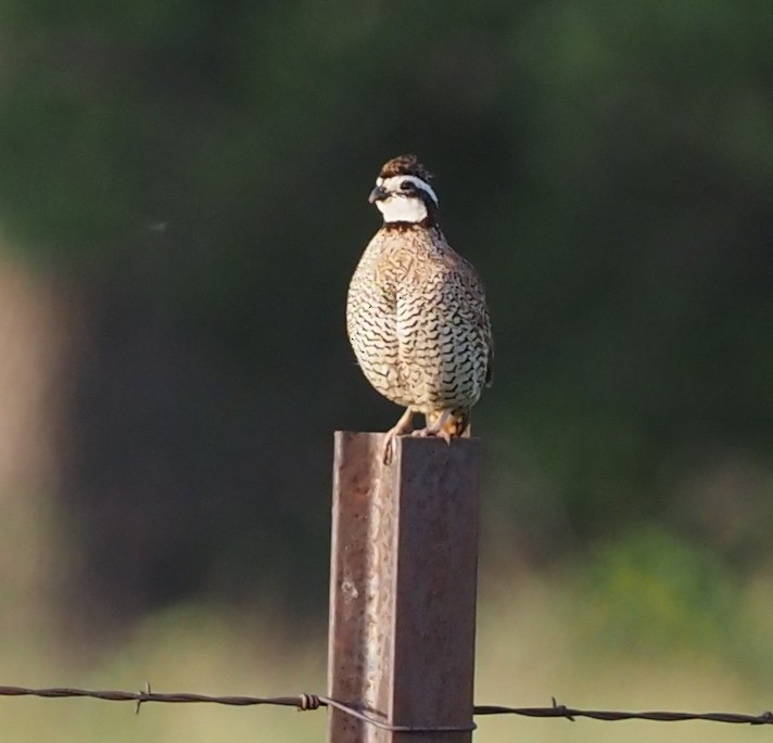 Northern Bobwhite - ML619871835