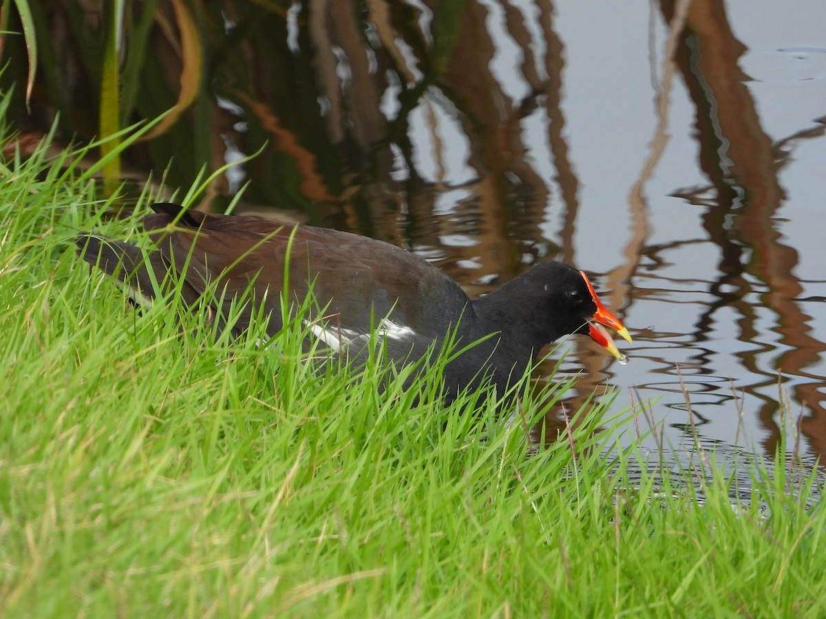 Common Gallinule - ML619871839