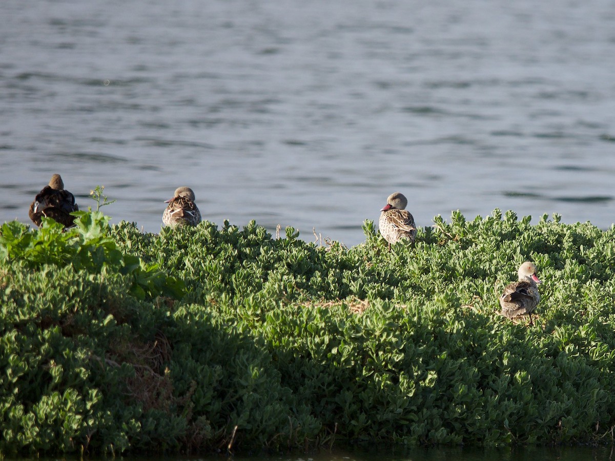 Cape Teal - ML619871851