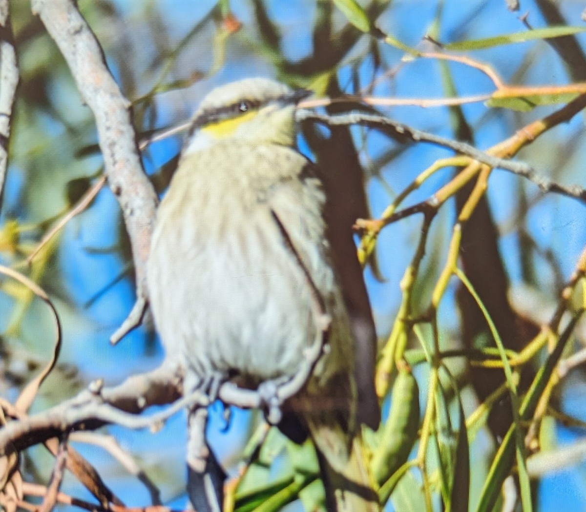 Singing Honeyeater - ML619871852