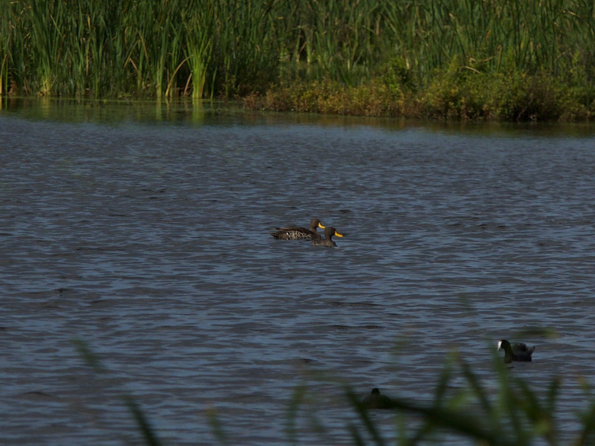 Yellow-billed Duck - ML619871861