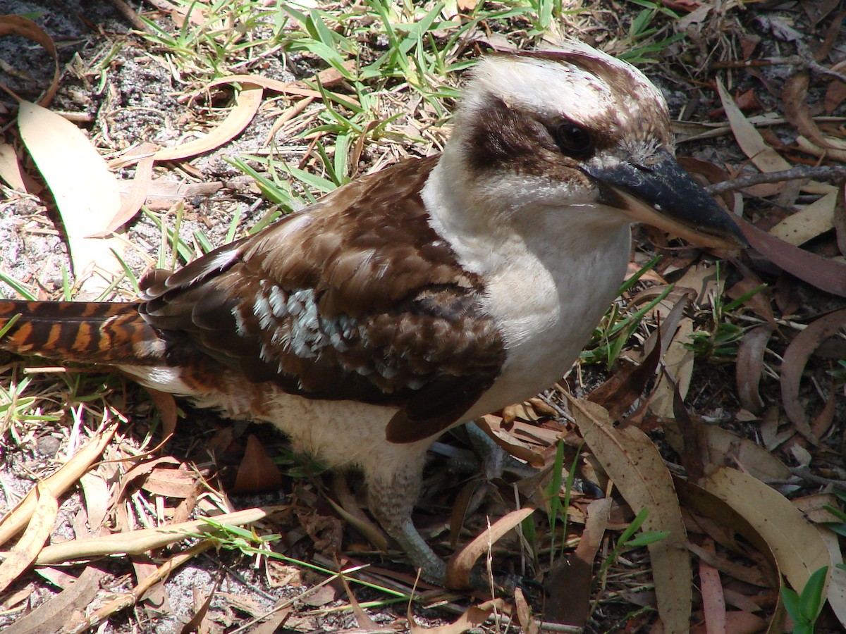 Laughing Kookaburra - ML619871863