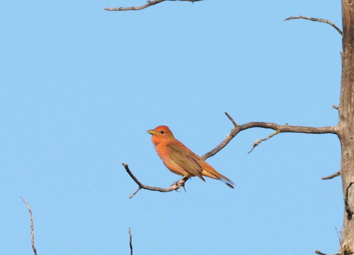 Summer Tanager - ML619871867