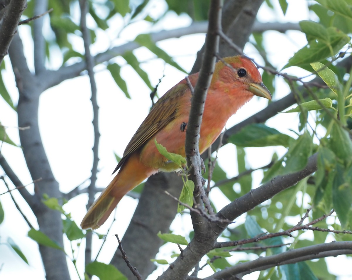 Summer Tanager - ML619871869