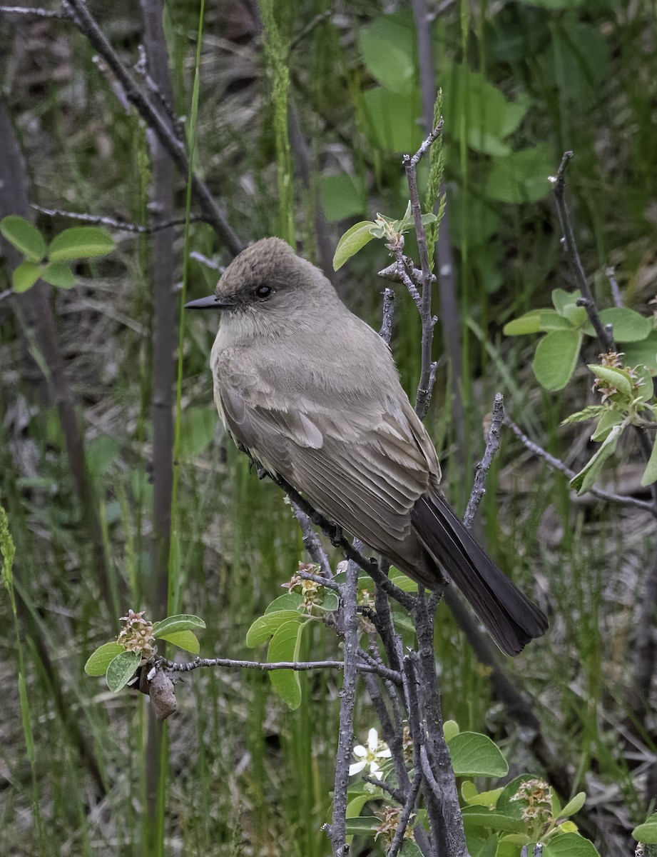 Say's Phoebe - ML619871889