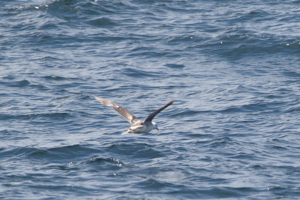 Fulmar boréal - ML619871890