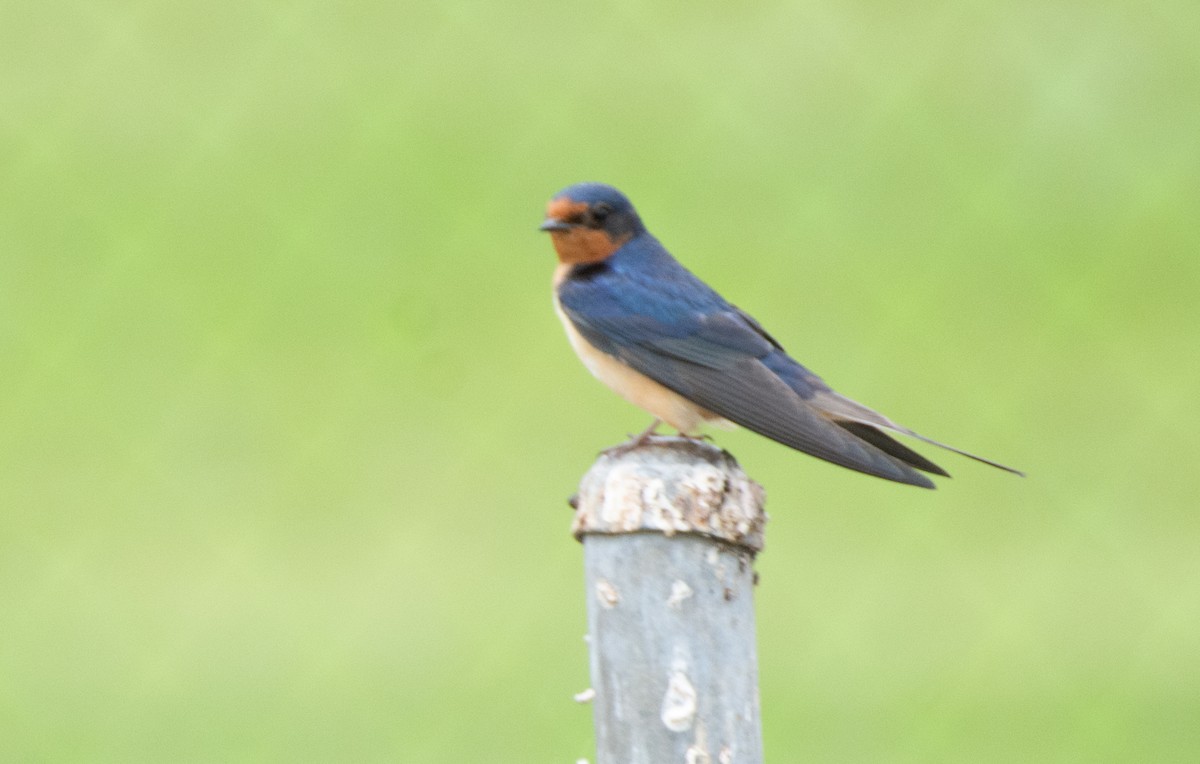 Barn Swallow - ML619871891