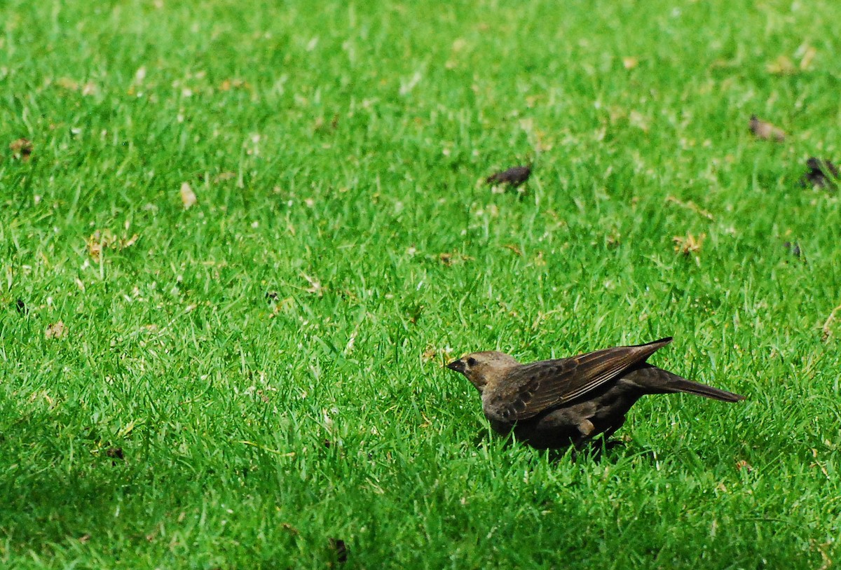 Brown-headed Cowbird - ML619871905