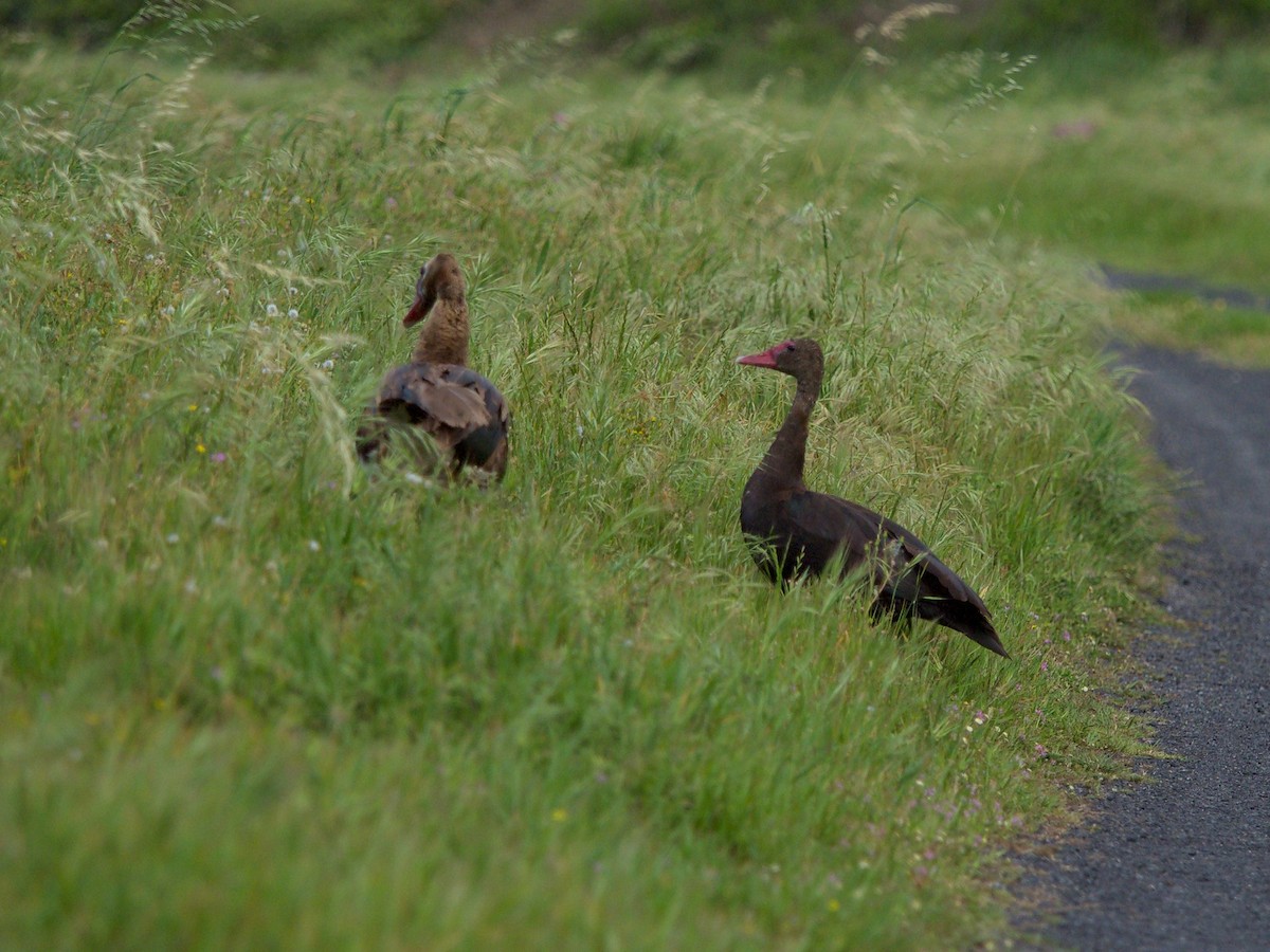 Spur-winged Goose (Southern) - ML619871912