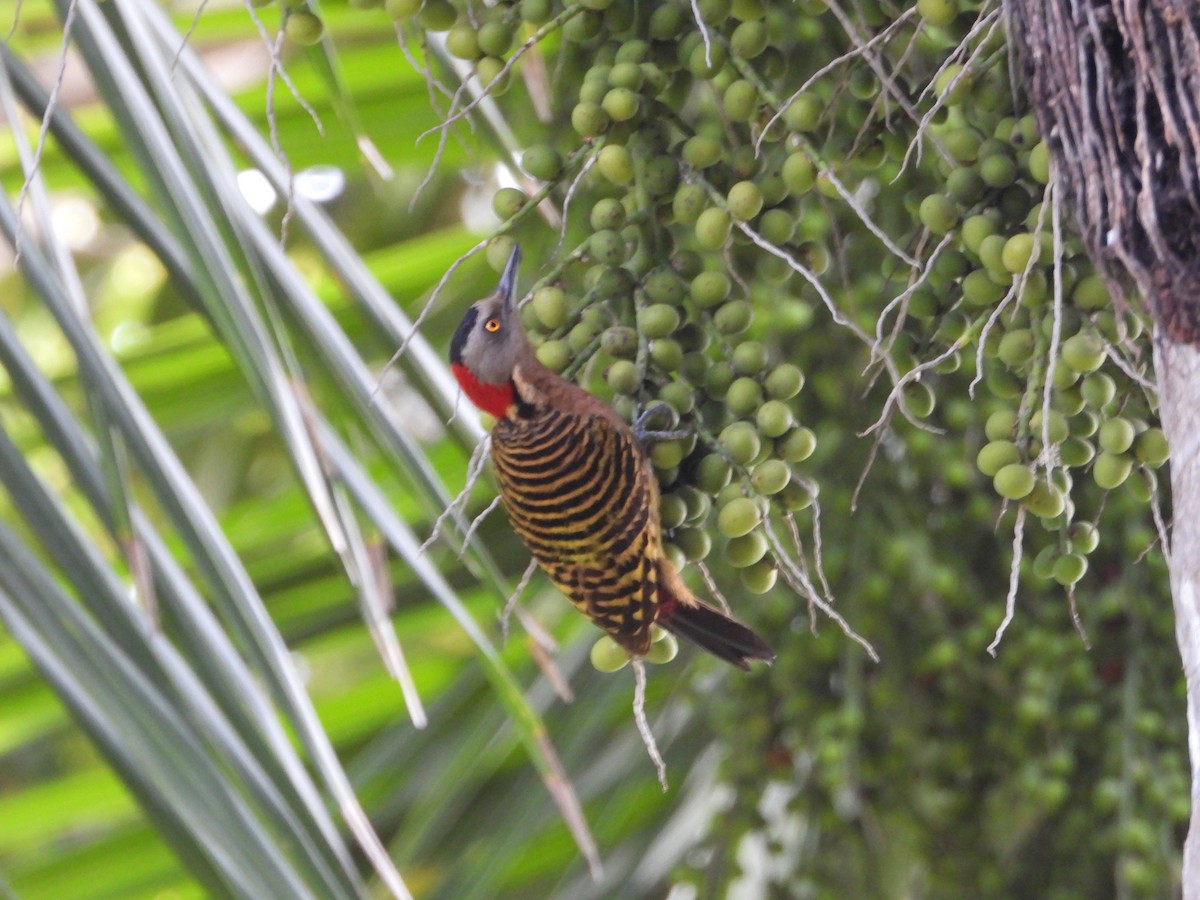 Hispaniolan Woodpecker - ML619871918