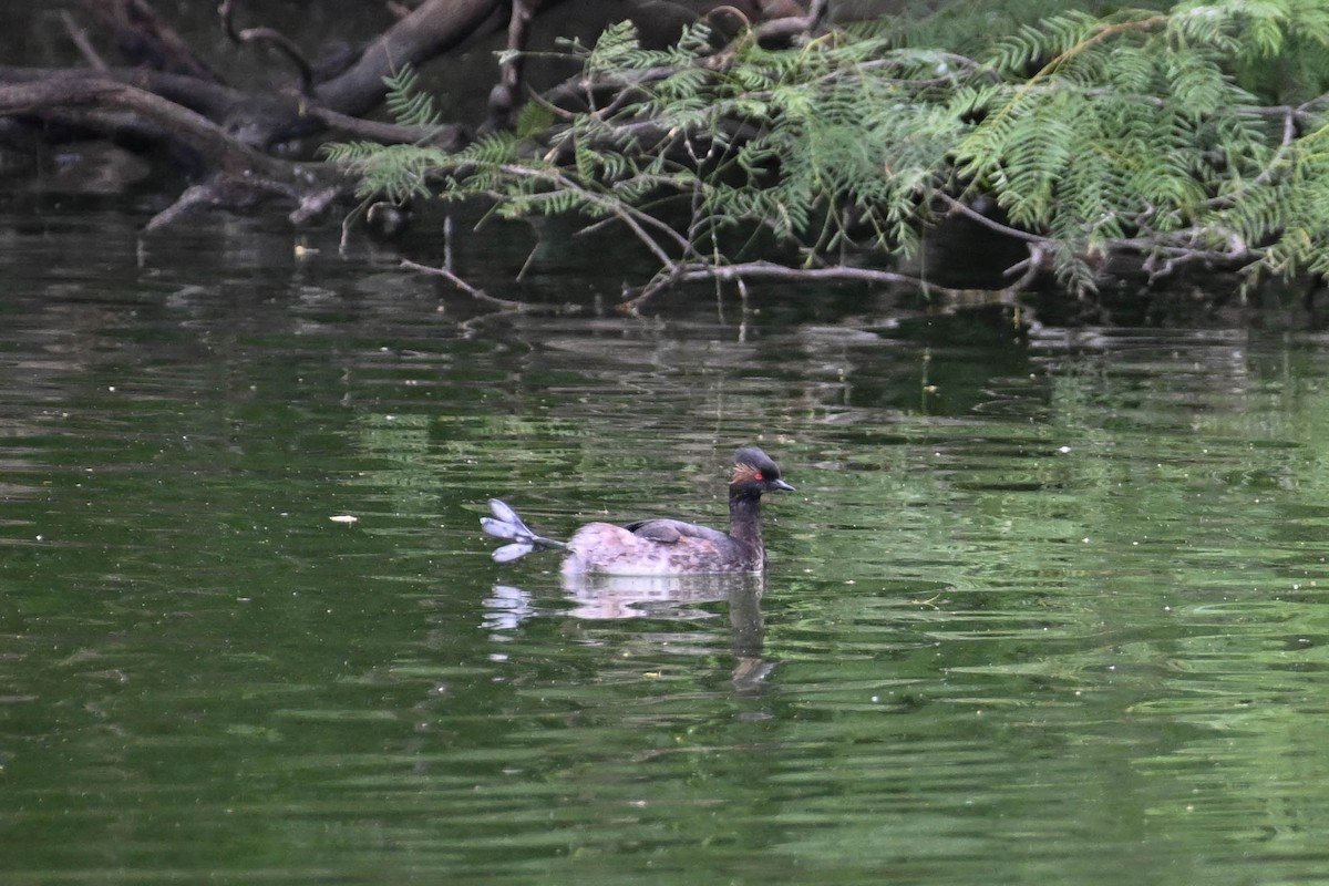 Eared Grebe - ML619871922