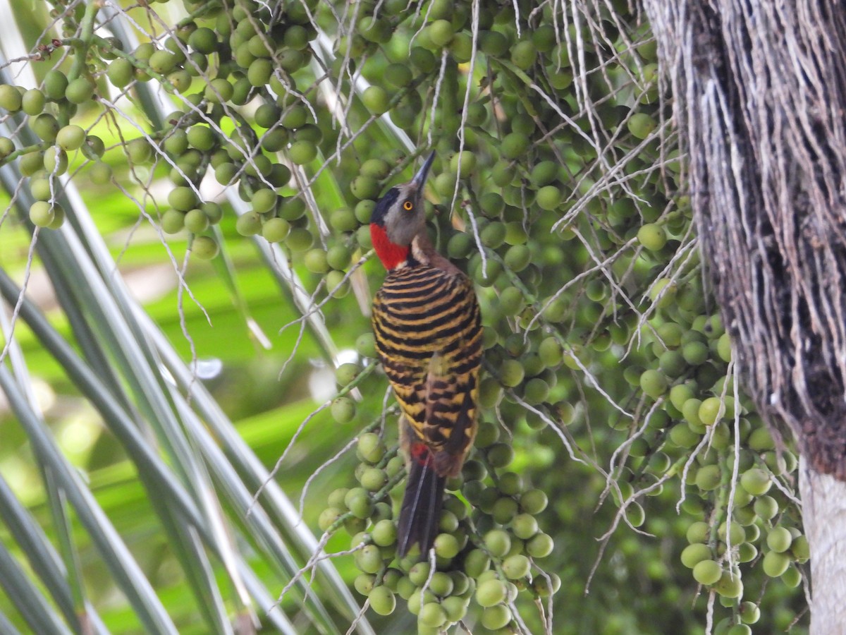 Hispaniolan Woodpecker - ML619871927
