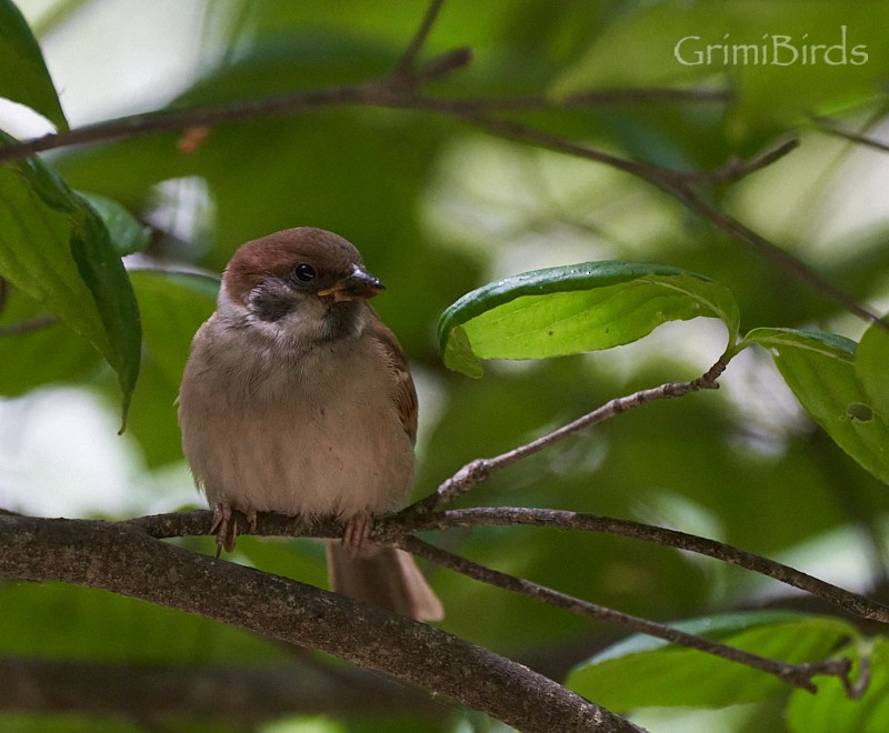 Eurasian Tree Sparrow - ML619871945