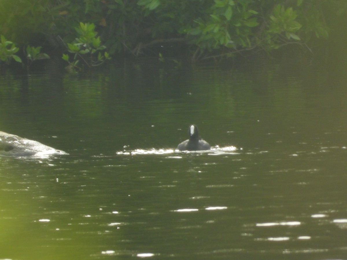 American Coot (White-shielded) - ML619871962