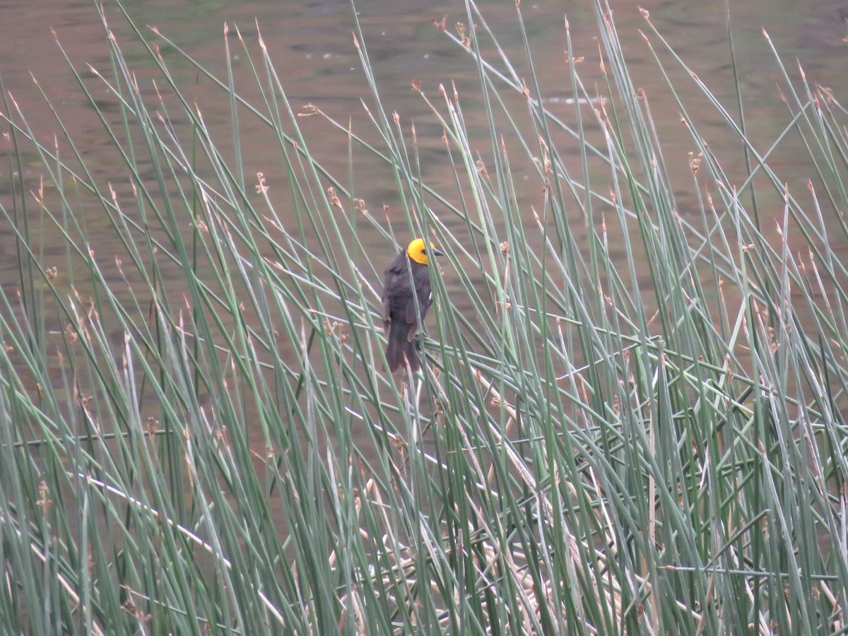 Yellow-headed Blackbird - ML619871964