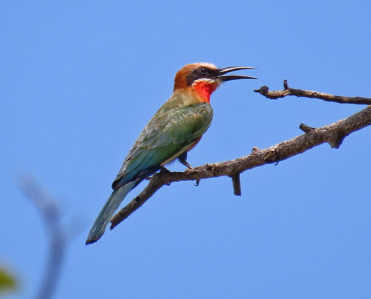 White-fronted Bee-eater - ML619871970
