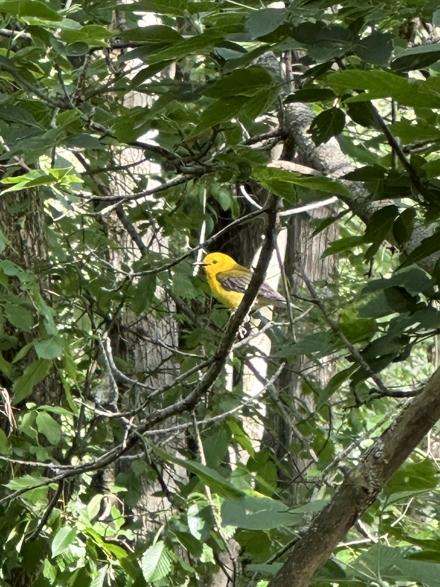 Prothonotary Warbler - ML619871974