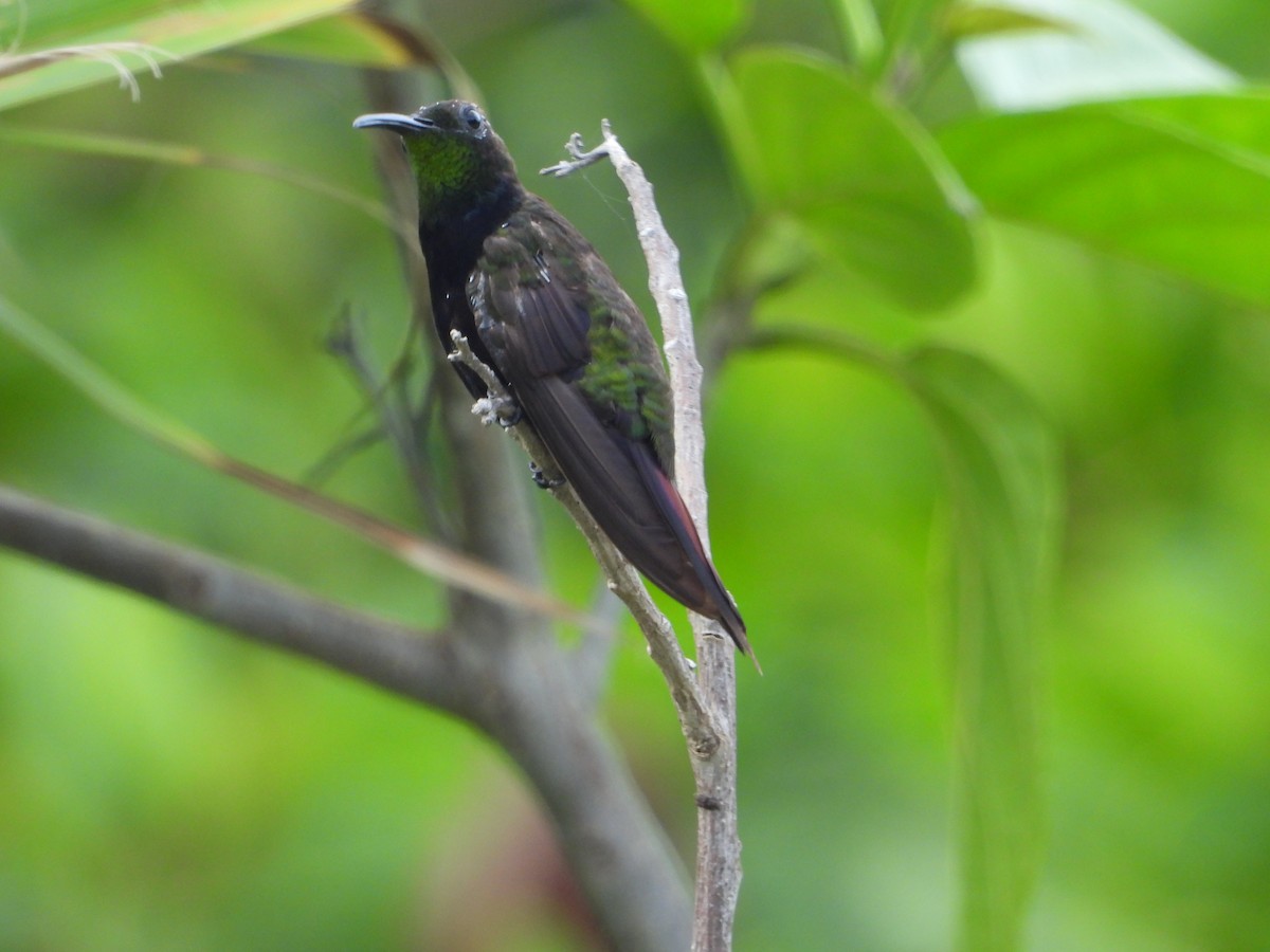 Dominikanermangokolibri - ML619871981