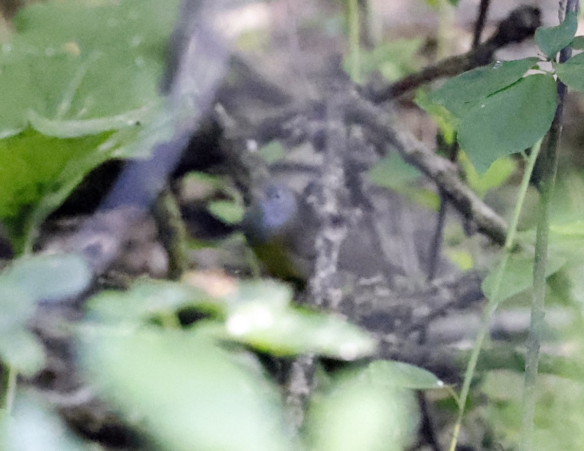 Connecticut Warbler - ML619871991